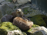 FZ006219 North American river otters (Lontra canadensis).jpg